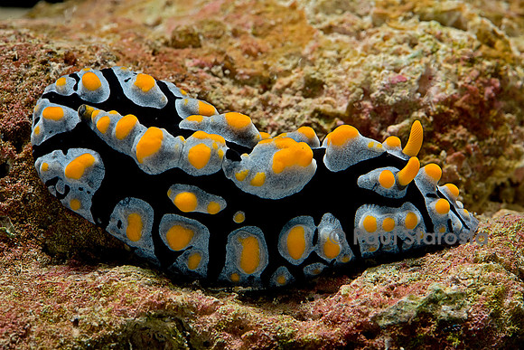 Phyllidia coelestis (nudibranche)