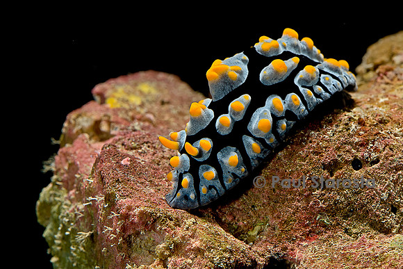 Phyllidia coelestis (nudibranche)