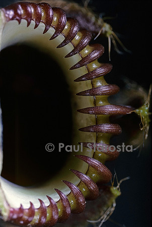 Cephalotus follicularis
