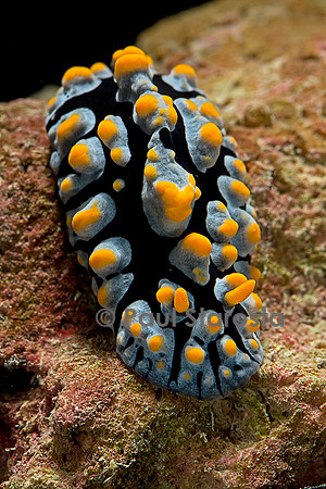 Phyllidia coelestis (nudibranche)