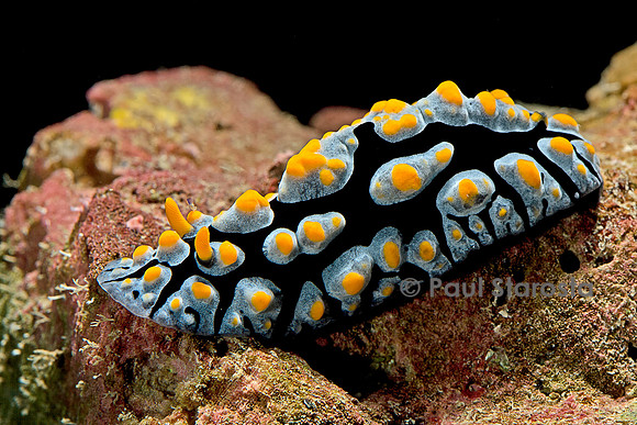 Phyllidia coelestis (nudibranche)