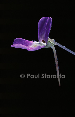 Pinguicula esseriana (grassette) - fleur