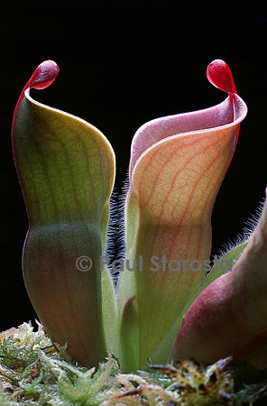 Heliamphora minor