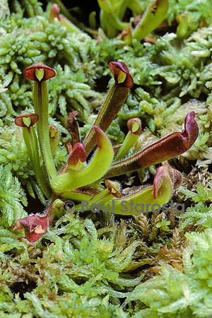 Heliamphora heterodoxa