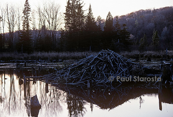 Castor canadensis (castor américain) - hutte