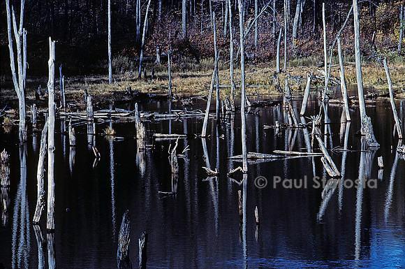 Castor canadensis (castor américain) -  arbres morts des suites de ses travaux