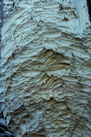 Castor fiber (castor d'Europe) - traces de dents sur un tronc