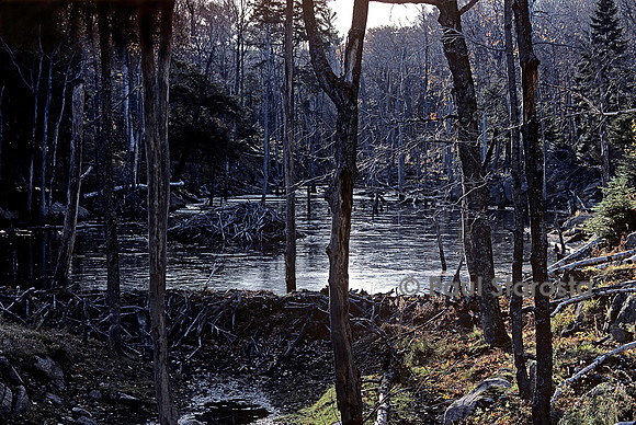 Castor canadensis (castor américain) -  barrage et hutte