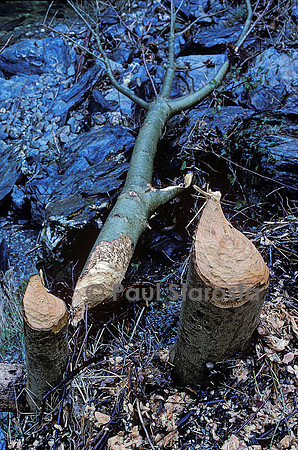 Castor fiber (castor d'Europe) - arbre abattu