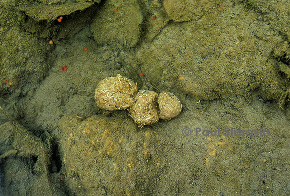Castor fiber (castor d'Europe) - crottes
