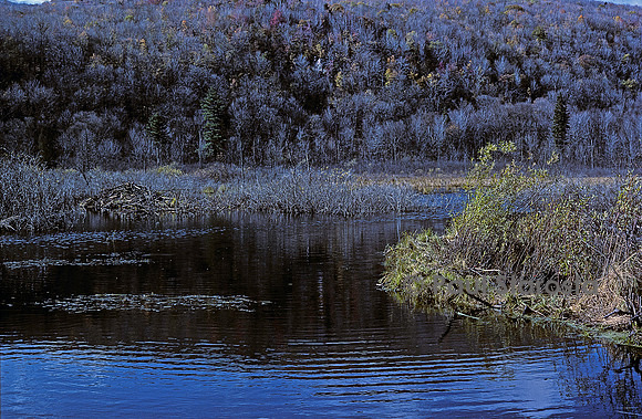 Castor canadensis (castor américain) -  barrage et hutte