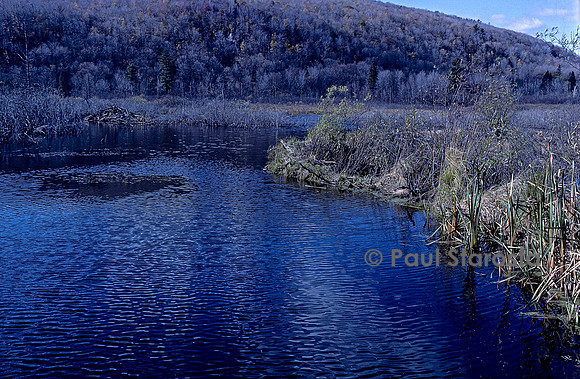 Castor canadensis (castor américain) -  barrage et hutte