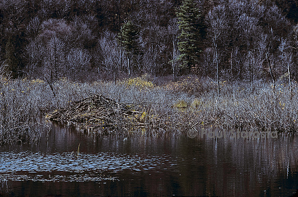 Castor canadensis (castor américain) - hutte