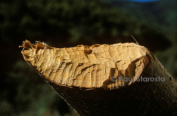 Castor fiber (castor d'Europe) - traces de dents sur une branche coupée