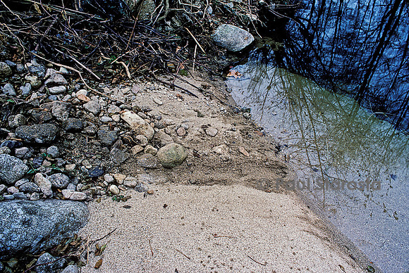 Castor fiber (castor d'Europe) - trace dans le sable