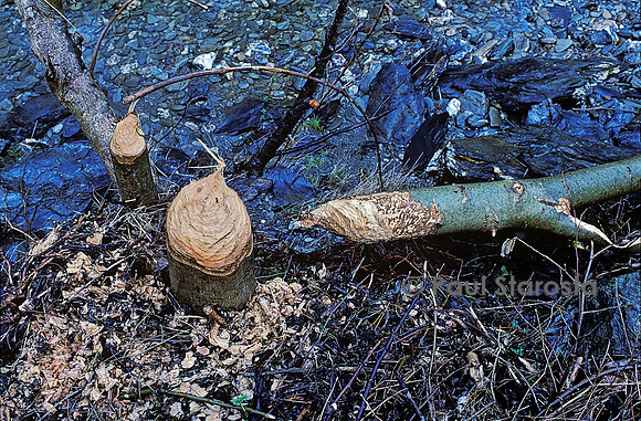 Castor fiber (castor d'Europe) - arbre abattu