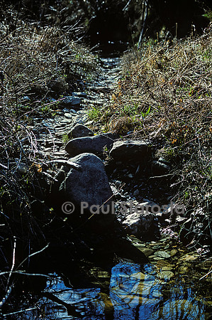 Castor fiber (castor d'Europe) - chemin vers l'eau