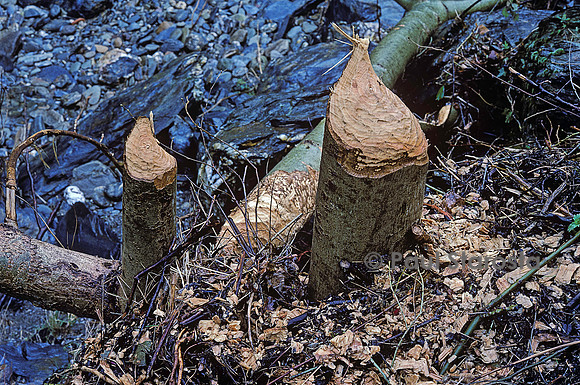 Castor fiber (castor d'Europe) - arbre abattu