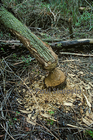 Castor fiber (castor d'Europe) - arbre abattu