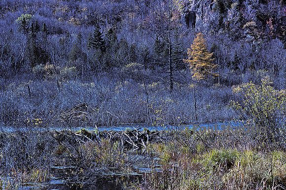 Castor canadensis (castor américain) -  barrage et hutte