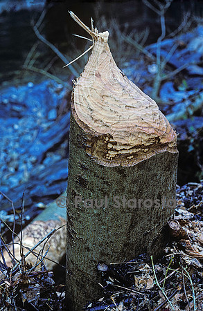 Castor fiber (castor d'Europe) - arbre abattu