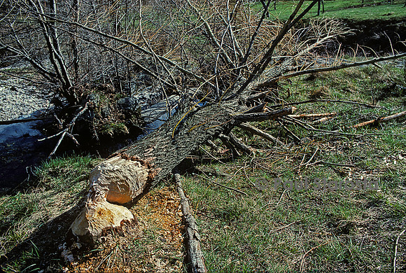 Castor fiber (castor d'Europe) - arbre (saule) abattu