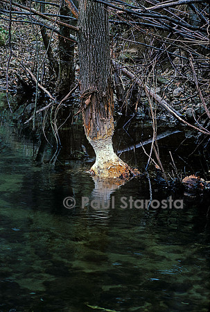 Castor fiber (castor d'Europe) - arbre attaqué