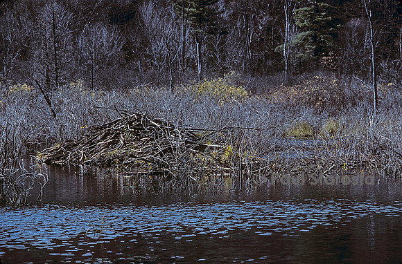 Castor canadensis (castor américain) - hutte