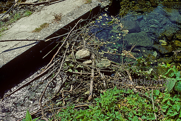 Castor fiber (castor d'Europe) - barrage