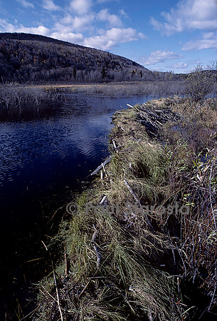 Castor canadensis (castor américain) -  barrage