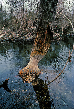 Castor fiber (castor d'Europe) - arbre attaqué