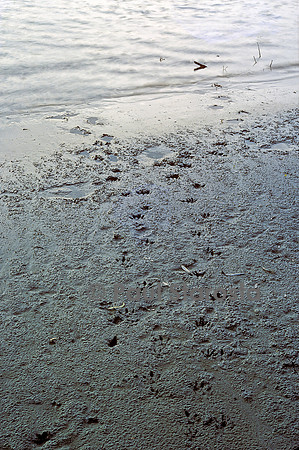 Castor fiber (castor d'Europe) - traces