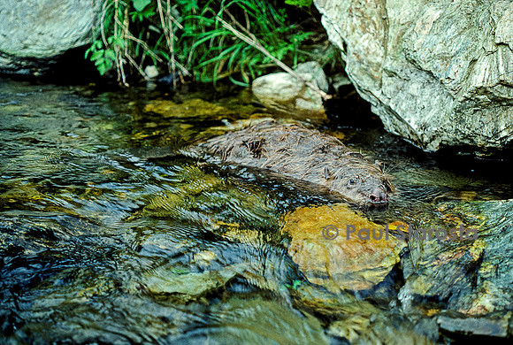 Castor fiber (castor d'Europe)