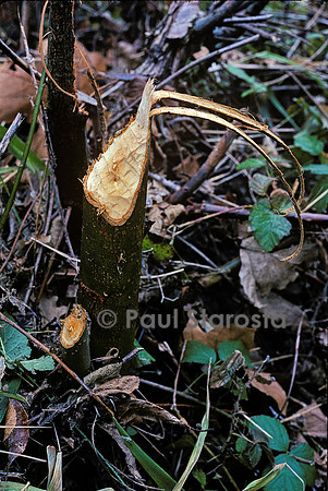 Castor fiber (castor d'Europe) - arbre abattu