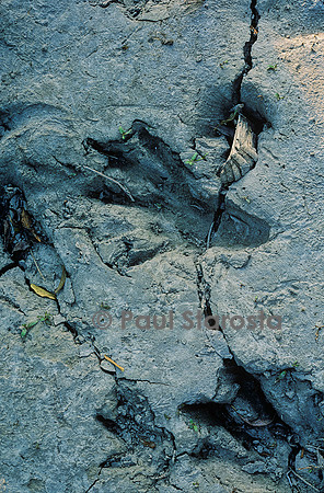Castor fiber (castor d'Europe) - traces