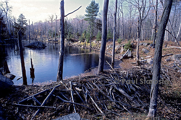Castor canadensis (castor américain) -  barrage et hutte