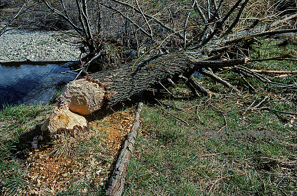 Castor fiber (castor d'Europe) - arbre (saule) abattu
