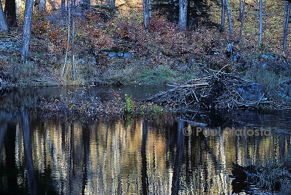 Castor canadensis (castor américain) - hutte
