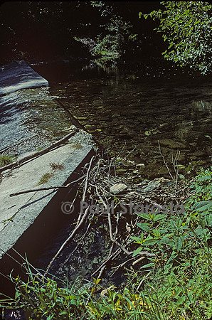 Castor fiber (castor d'Europe) - barrage