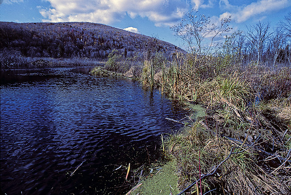 Castor canadensis (castor américain) -  barrage et hutte