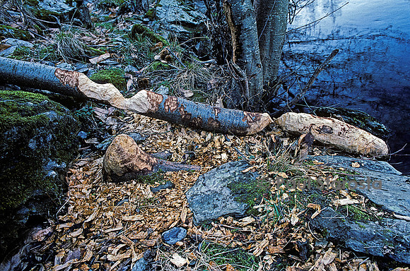 Castor fiber (castor d'Europe) - arbre encroué tronçonné