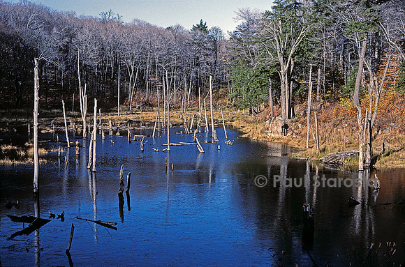 Castor canadensis (castor américain) -  arbres morts des suites de ses travaux