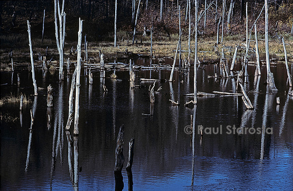 Castor canadensis (castor américain) -  arbres morts des suites de ses travaux