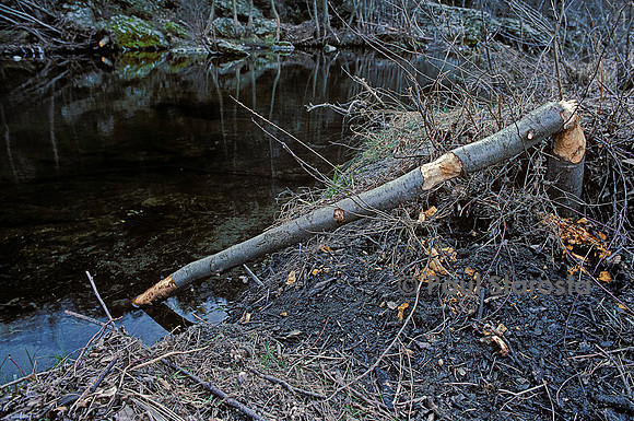 Castor fiber (castor d'Europe) - arbre abattu