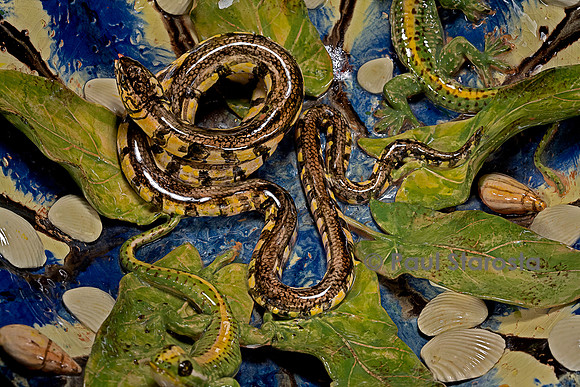 Le Serpent lové - Christine Viennet