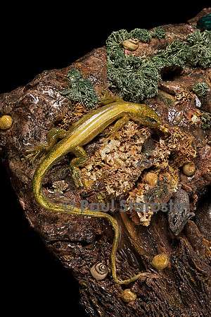 Rocher nid de serpents .Christine Viennet