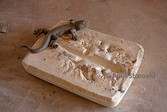 Moule en plâtre d’un gecko sur nature, pour estampage