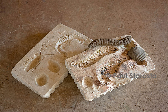 Moules en plâtre de mille pattes, scarabée, coquillages…