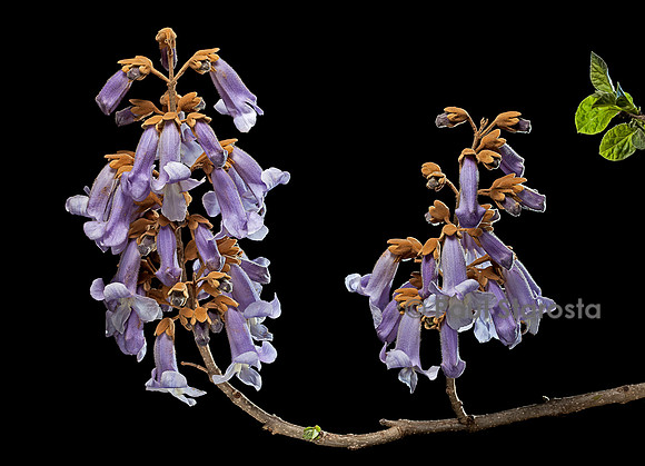 Paulownia tomentosa - fleurs