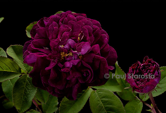Rosa gallica ‘Tuscany Superb’